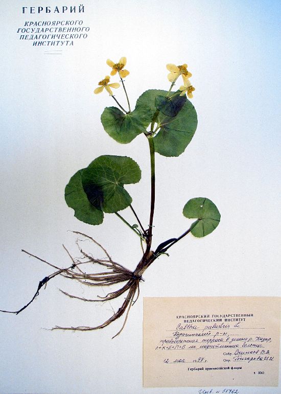 Caltha palustris L.
