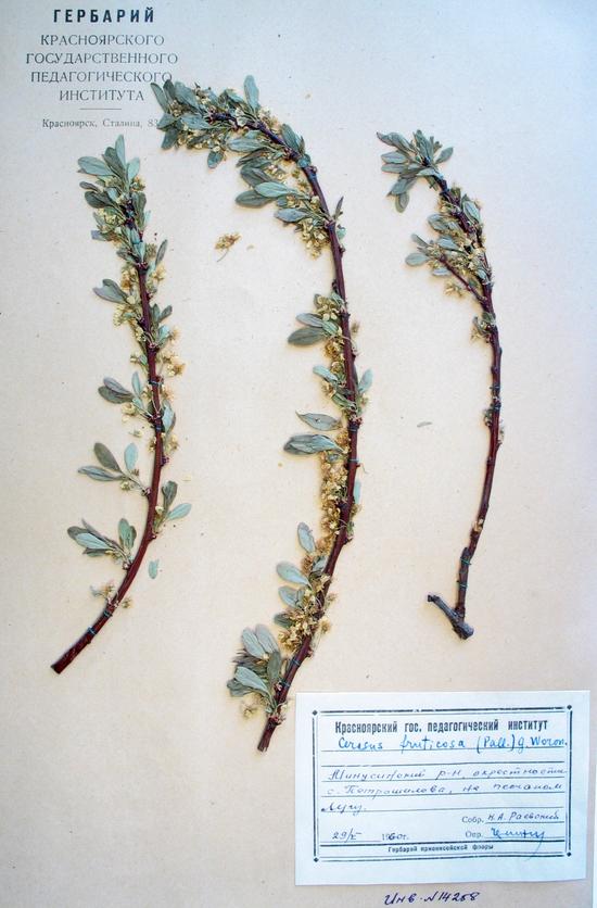 Cerasus fruticosa Pall.