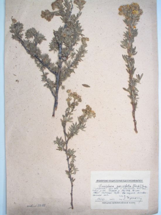 Pentaphylloides parvifolia