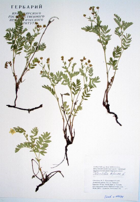Potentilla biflora Willd. ex Schlecht.