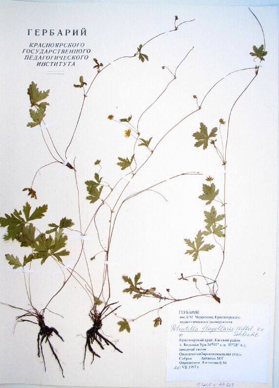 Potentilla flagellaris Willd. ex Schlecht.