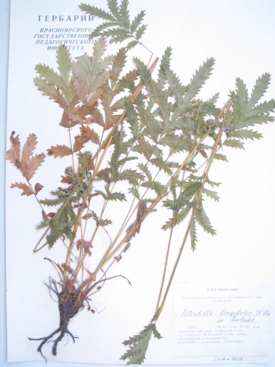 Potentilla longifolia Willd. ex Schlecht.