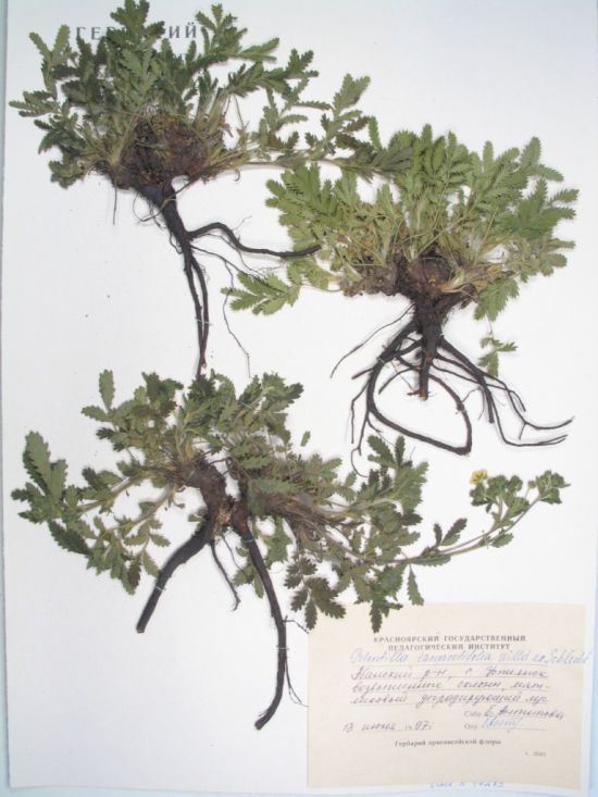 Potentilla tanacetifolia Willd. ex Schlecht.