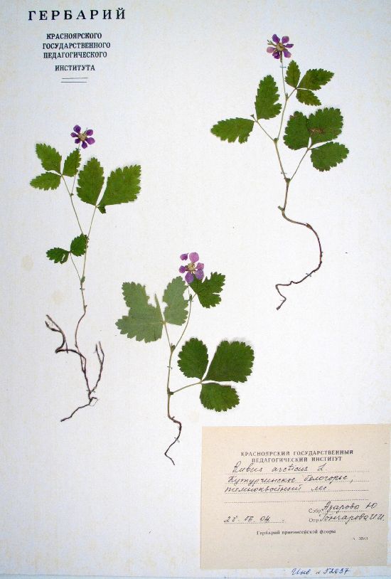 Rubus arcticus L.