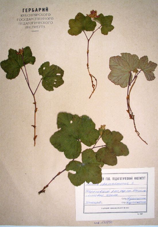Rubus chamaemorus L.
