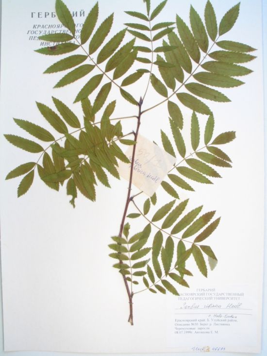 Sorbus sibirica Hedl.