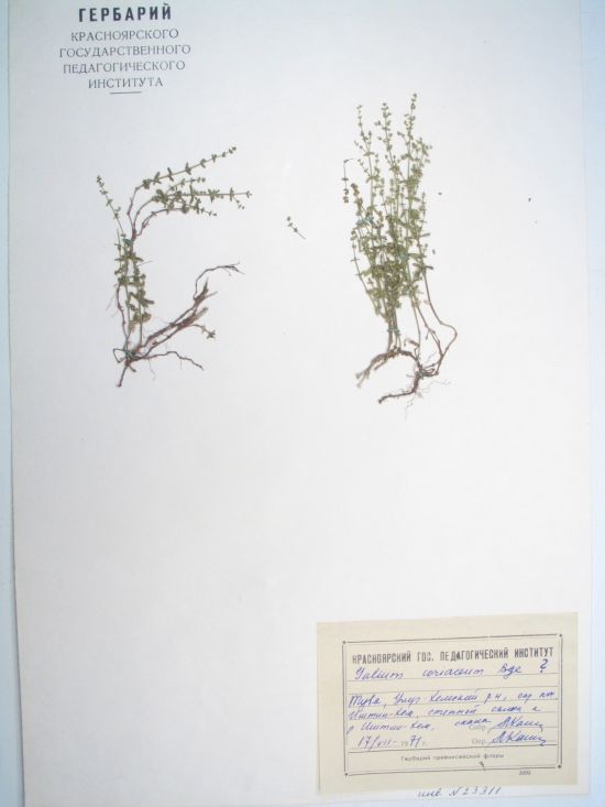 Galium coriaceum Bunge