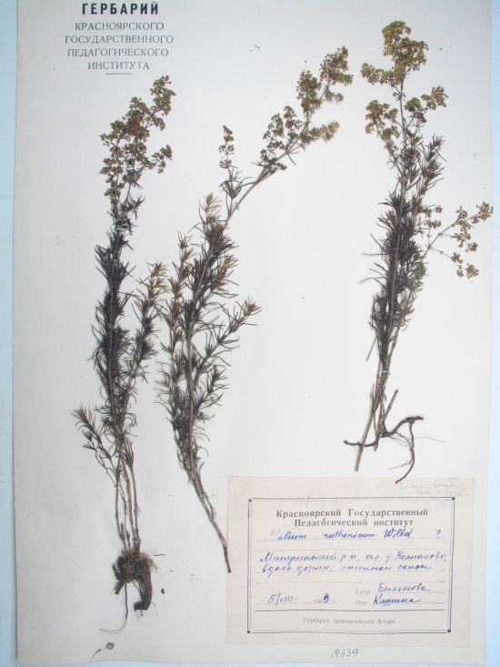 Galium ruthenicum Willd.
