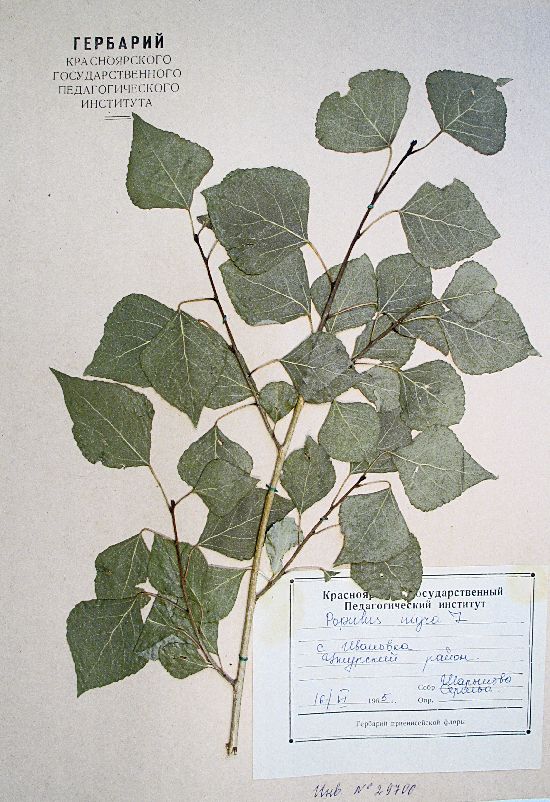 Populus nigra L.