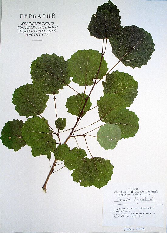 Populus tremula L.