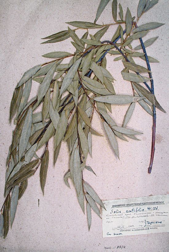 Salix acutifolia Willd.