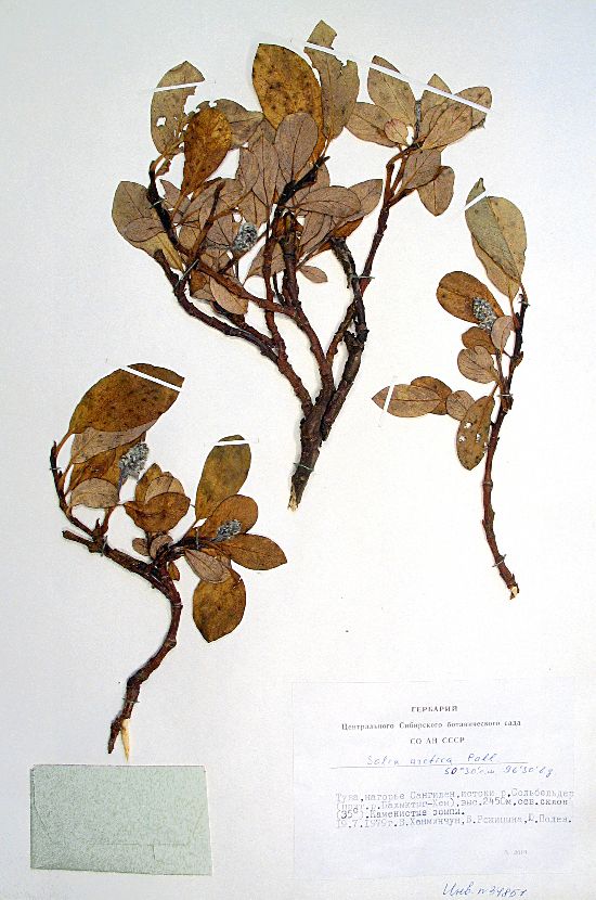 Salix arctica Pall.