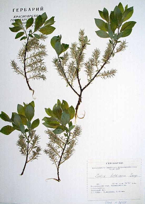 Salix bebbiana Sarg.