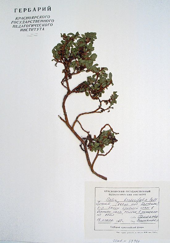 Salix berberifolia Pall.