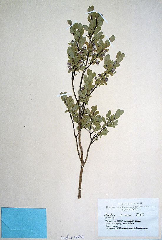 Salix cesia Vill.