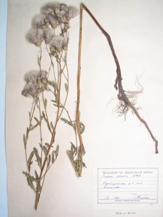setosum (Willd.) Bess.