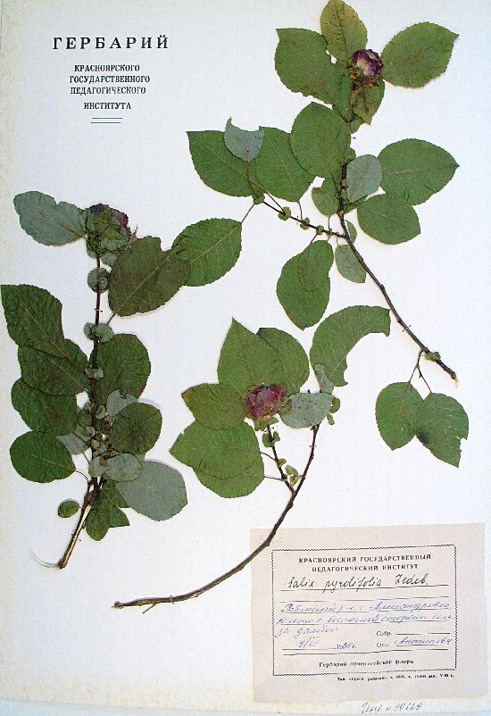 Salix pyrolifolia Ledeb.