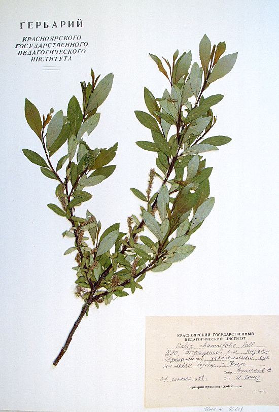 Salix rhamnifolia Pall.