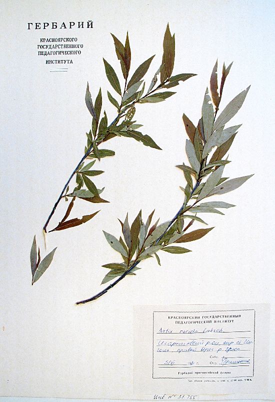 Salix rorida Laksch.
