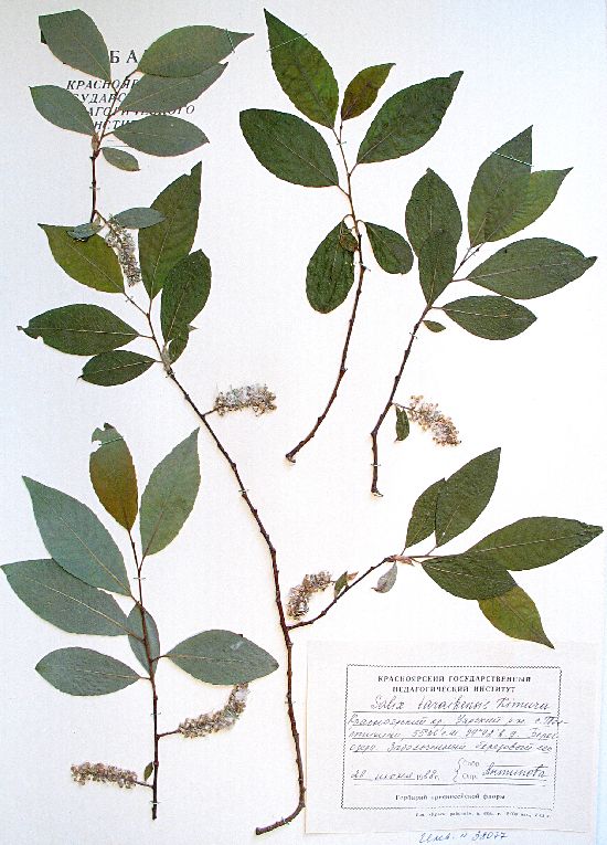 Salix taraikensis Kimura