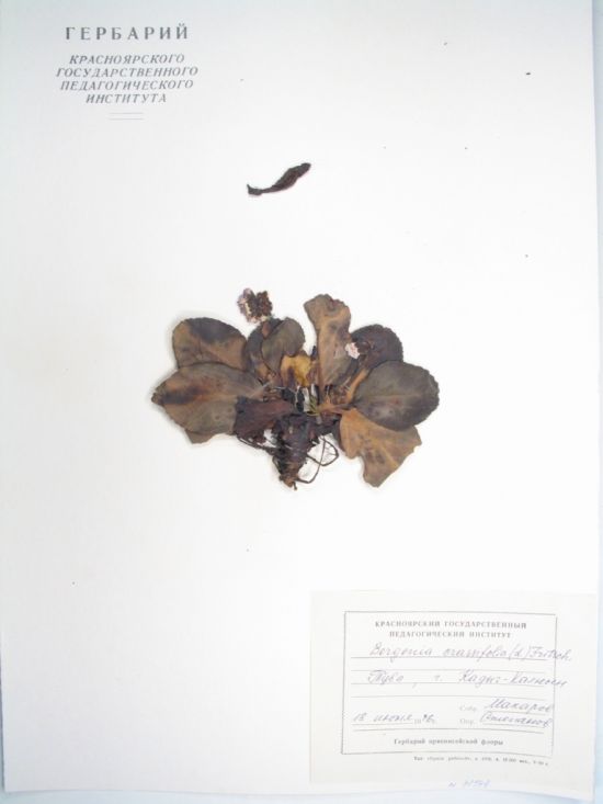 Bergenia crassifolia