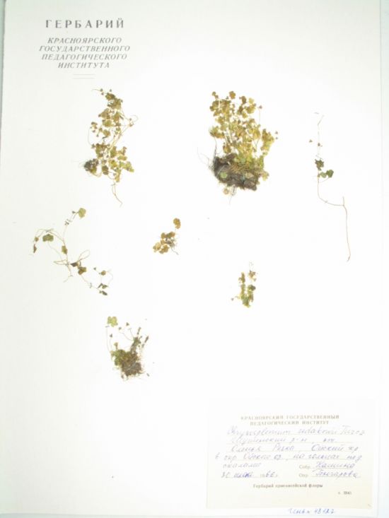 Chrysosplenium sedakowii Turcz.