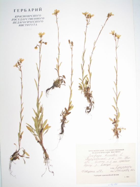 Saxifraga hirculus L.