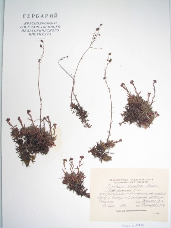Saxifraga spinulosa Adams