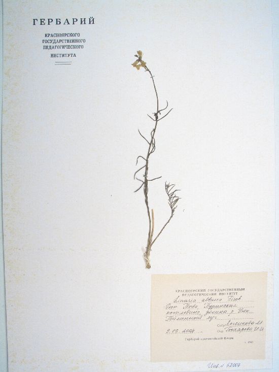 Linaria altaica Fisch. ex Kuprian.