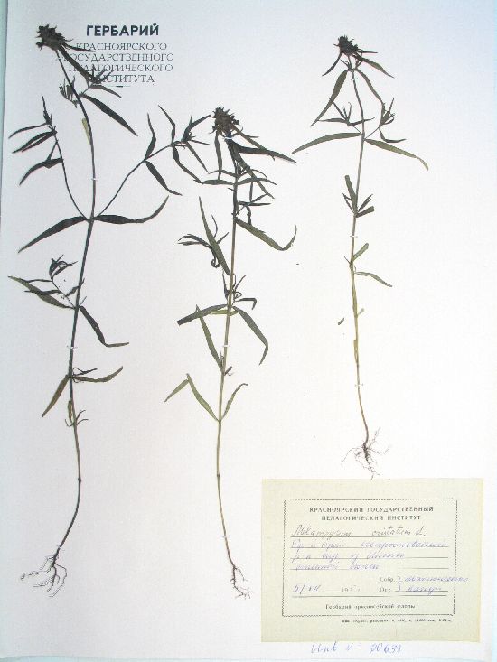 Melampyrum cristatum L.