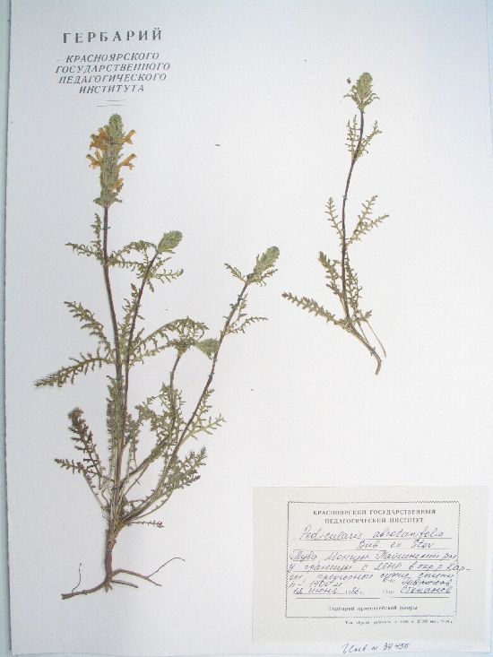 Pedicularis abrotanifolia Bieb. ex Stev.