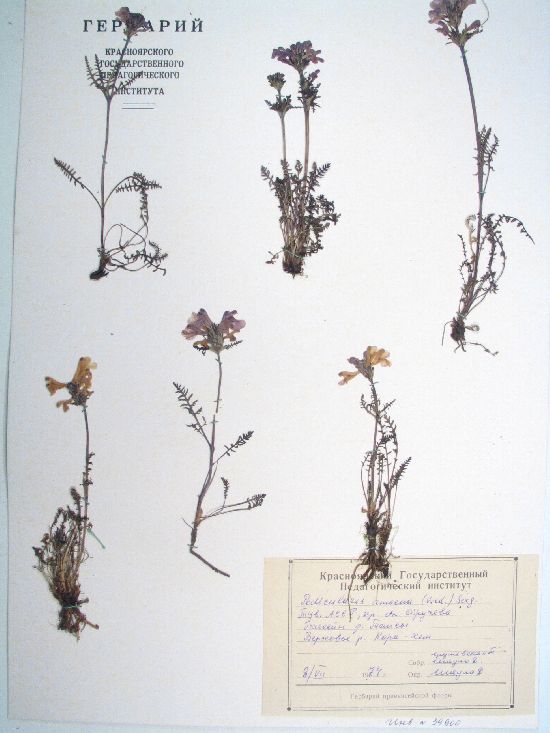 Pedicularis amoena Adams ex Stev.