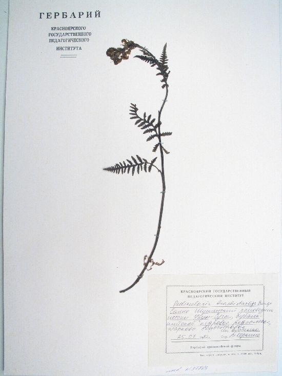 Pedicularis brachystachys Bunge