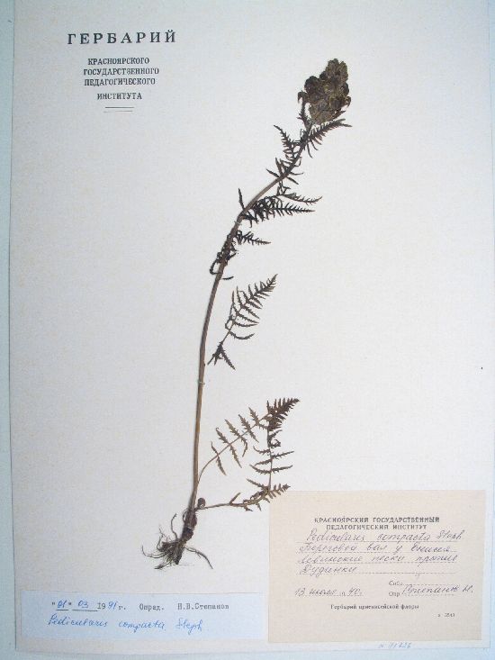 Pedicularis compacta Steph.