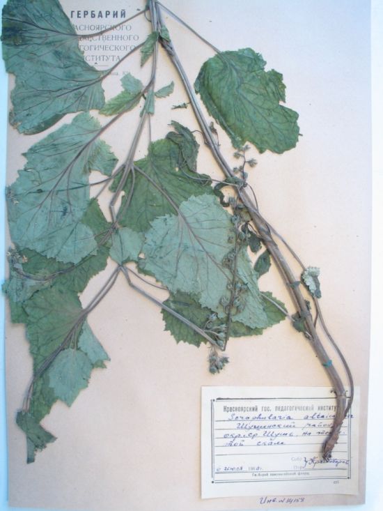 Scrophularia altaica Murr.