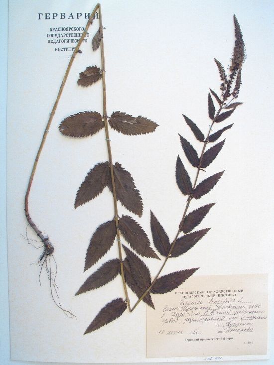 pseudolongifolia Printz