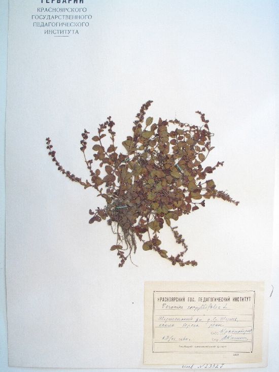 serpyllifolia L.