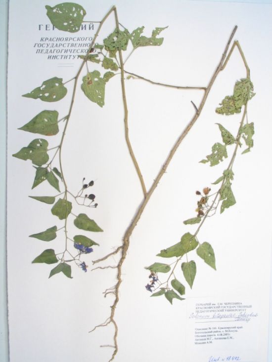 Solanum kitagawae Schonbeck-Temesy