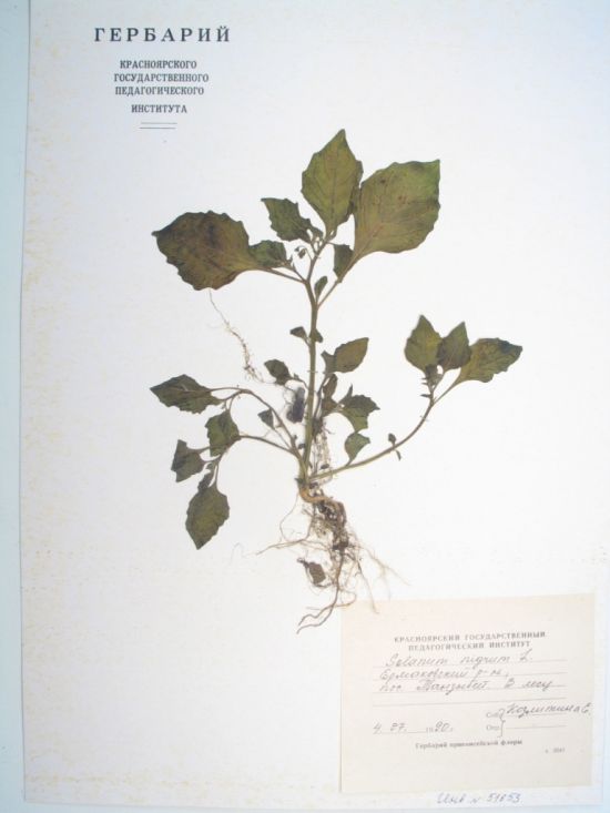 Solanum nigrum L.