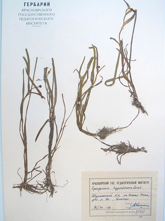 Sparganium hyperboreum Laest.