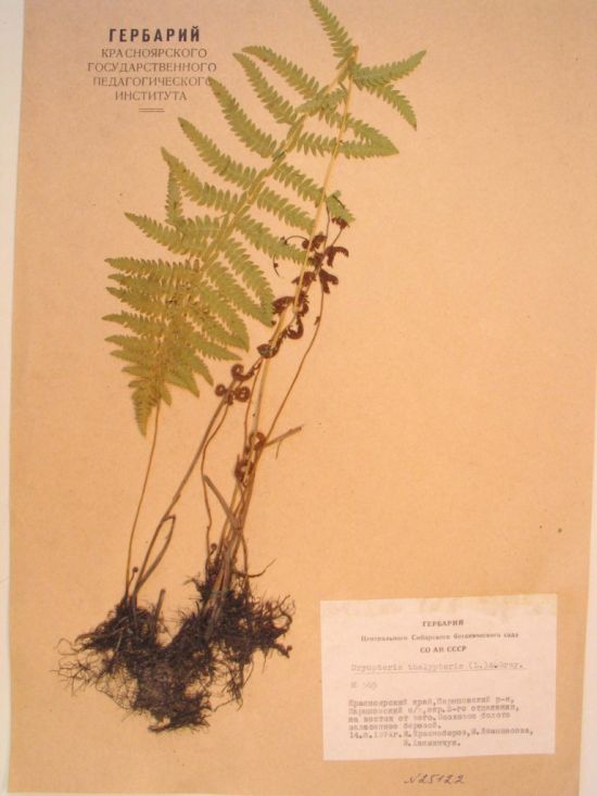 Thelypteris palustris Schott