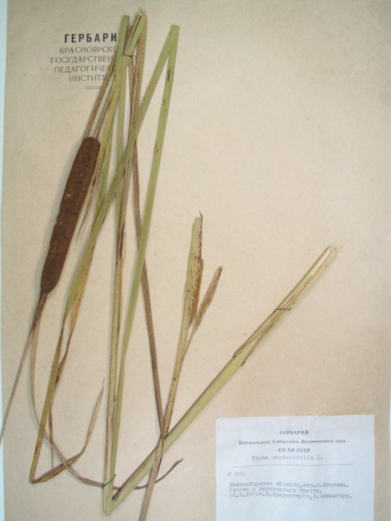 angustifolia L.