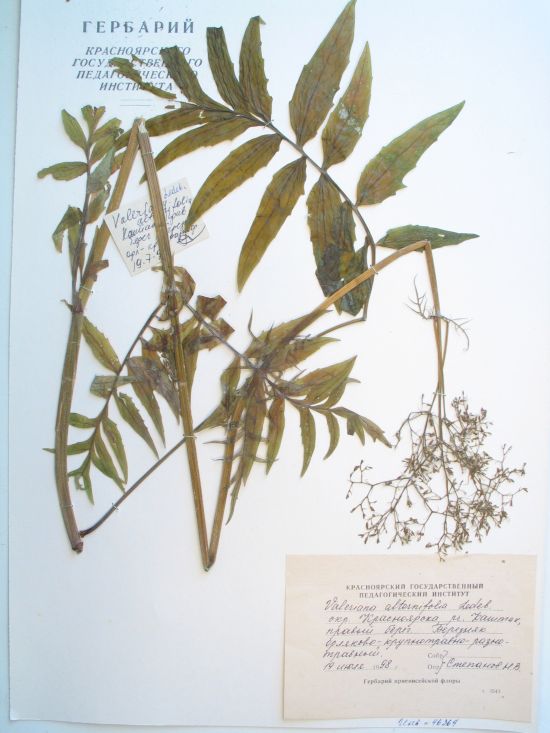 Valeriana alternifolia Ledeb.