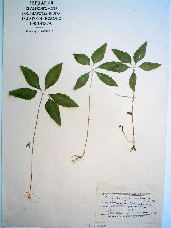 Viola dactyloides Schult.