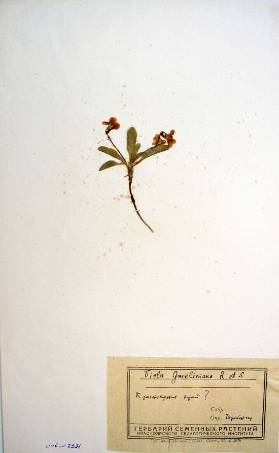 Viola gmeliniana Roem. et Schult.