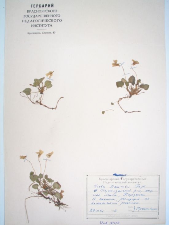 Viola mauritii Tepl.