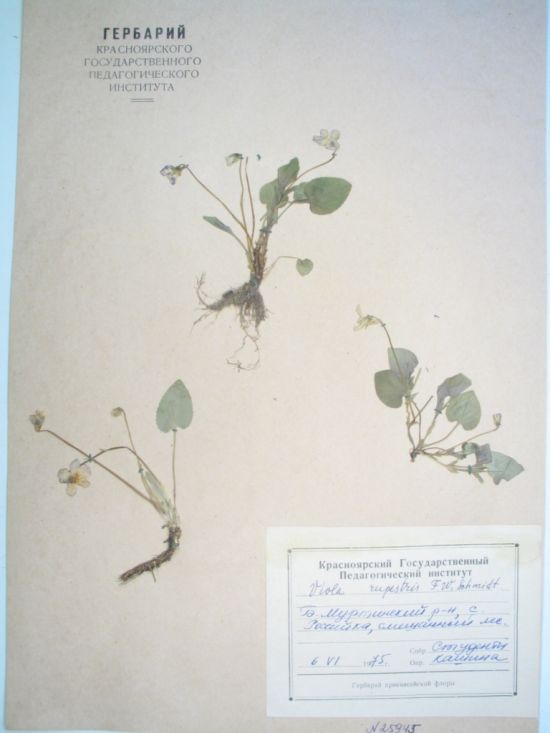 Viola rupestris F.W. Schmidt
