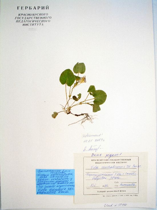 Viola sacchalinensis Boissieu