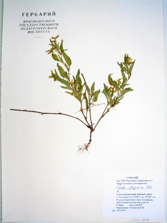 Viola persicifolia Schreb.