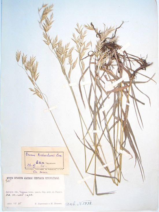 Bromopsis austrosibirica